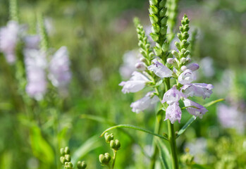 Physostegia virginiana flower close-up in the garden