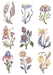 Set of fantasy flowers drawn with colored pencils on paper. Botanical pattern, plants isolated on white background. Handwork.