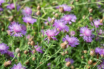 Centaurea flowers grow in the garden