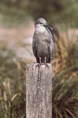 Female Inca Stern bird South America Latin America