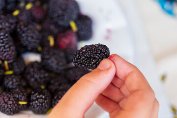 boy hand holding Organic Dark Black Ripe Mulberries / Morus Mulberry Fruit. Group of black...