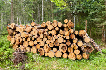Log trunks pile in a forest.