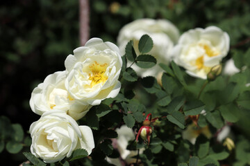 Flowers of white rose bloom on a bush. Beauty of summer nature