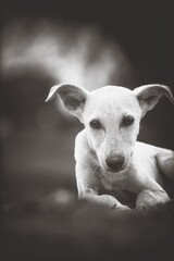 black and white cute puppy dog