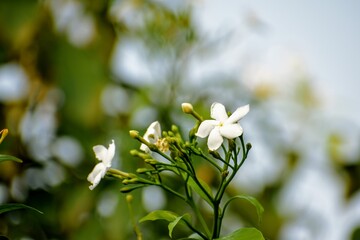 Crepe Jasmine white flowers on a green background