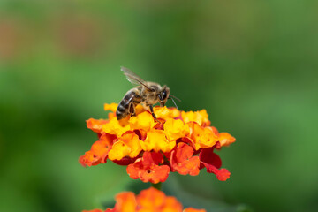 Bee at work