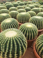 Echinocactus grusonii, Italia © Jola i Darek 