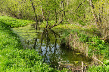 Strumień © wedrownik52