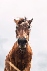 Portrait of a brown horse from below with white cloudy sky as background