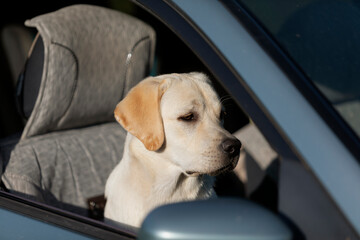 Faithful labrador dog sitting in car and looking through window