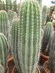 Neobuxbaumia polylopha, Italia. © Jola i Darek 