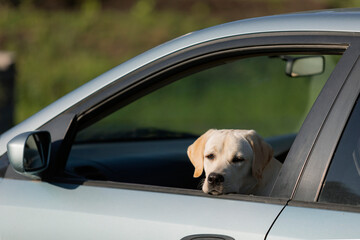 dog sadly looking out car window in green field or garden