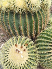 Echinocactus grusonii, Italia. © Jola i Darek 