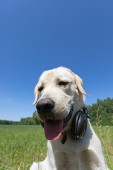 funny labrador retriever dog with tongue on blue sky background. wide angle shot