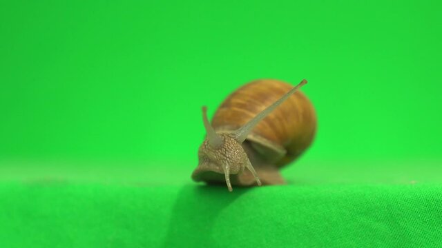 snail on a green screen