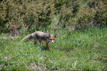 Red fox walking in the grass. Carpathian valley in Poland.