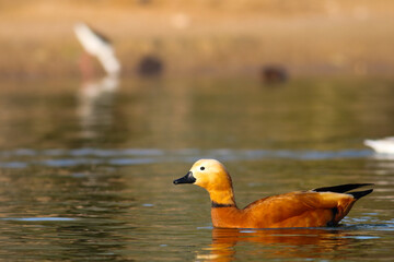 Ruddy shelduck in water