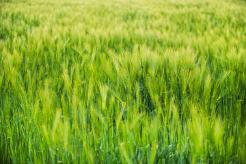 Wheat field. Ears of wheat close up. Beautiful Nature Landscape.
