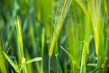 Wheat field. Ears of wheat close up. Beautiful Nature Landscape.