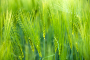 Wheat field. Ears of wheat close up. Beautiful Nature Landscape.
