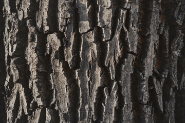 Obraz premium Gray with age, the old rough bark of a large century-old oak, illuminated by light.