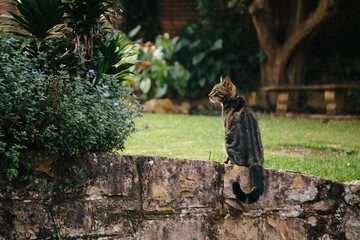 European shorthair cat