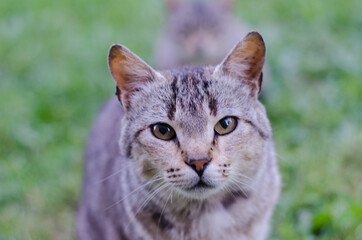 Naklejka premium cat portrait with piercing gaze