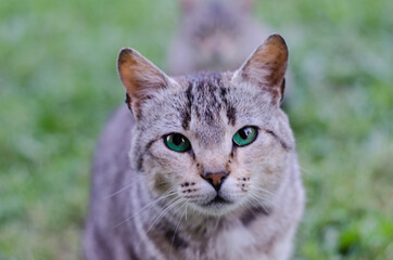 cat portrait with piercing gaze