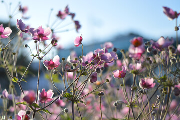 Pink flowers, blue sky in summer.