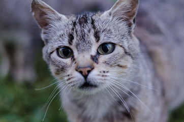 cat portrait with piercing gaze
