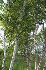 young birch grove