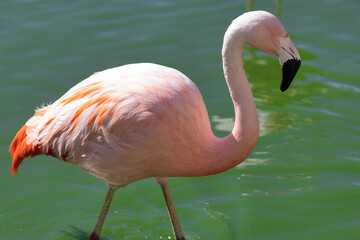 Colorful pink white flamingo in the pond, animal theme