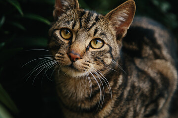 European shorthair cat