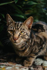 Naklejka na ściany i meble European shorthair cat