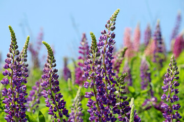 Colorful lupine flowers blooming on a summer mountain meadow. Wildflowers in green grass on blue sky background