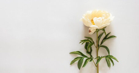 Pale creamy large peony flower on a light gray background with copy space, top down.