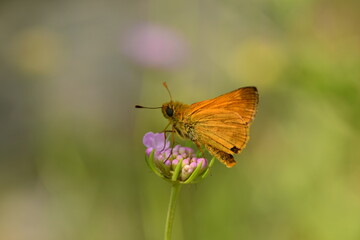 Ein orangener Dickkopffalter steht auf einer lillanen Blume.
Der Hintergrund ist hell grün mit gelb, lila und komplett unscharf.