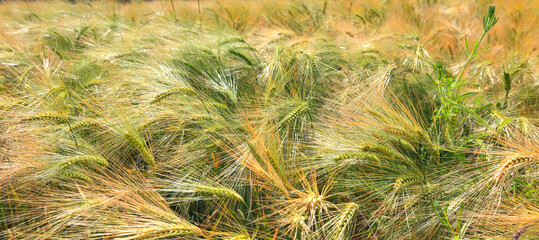 Green wheat on the field in ripening period in early summer