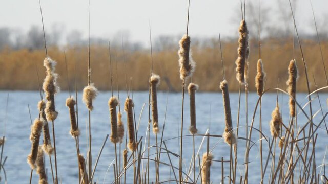 Panorama of dry cattail Buds swaying in the wind against the blue water of the lake. Marsh grass
