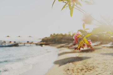 Blooming oleander tree with pink flowers on the seashore at sunset, with sunlight. Beautiful...
