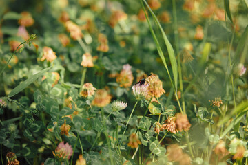 Farfalla tra fiori gialli