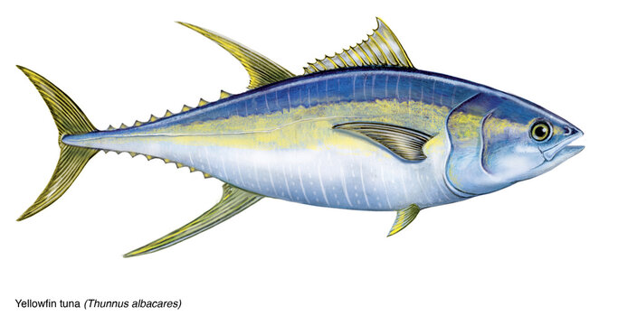 illustrazione realistica ad acquarello di un tonno pinne gialle (yellowfin thuna, thunnus albacares), non digitale.