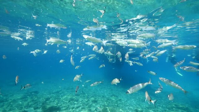 fish feeding the partucles on the surface of water underwater sea breems mullets and silversides relaxing ocean scenery
