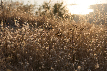 Obraz premium Trockenes Gras auf Korsika