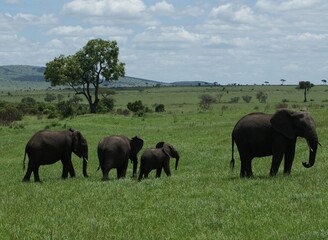 herd of elephants in the savannah