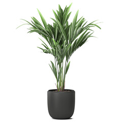 palm tree in a pot isolated on white background