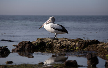 The Australian pelican is a large waterbird and is widespread on the inland and coastal waters of Australia.  It is a predominantly white bird with black wings and a pink bill.