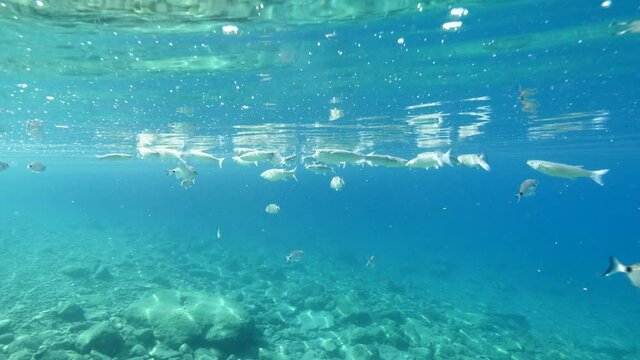 fish eating particles from surface of water underwater mediterranean sea ocean feeding scenery