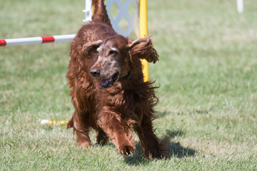 Irish Setter