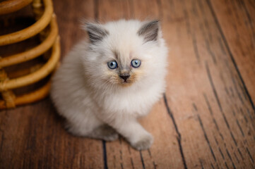 Little british long-haired little white kitten on a wooden floor